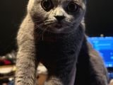 Scottish Fold/DİŞİ